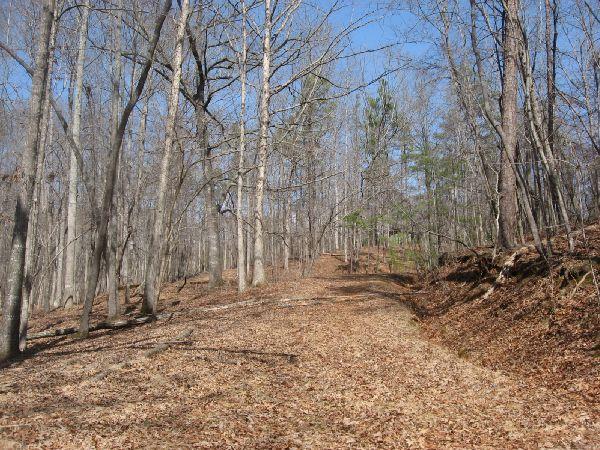 A serene forest pathway winding through leafless trees with scattered fallen leaves on the ground, framed by a clear blue sky. Blackburn Gravel Roads mountain bike trail.