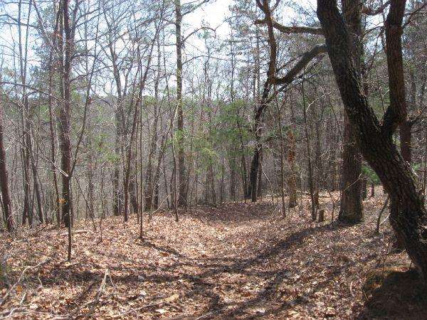 A wooded trail winding through a forest in early spring, with bare trees and scattered leaves on the ground. Sunlight filters through the branches, illuminating the path ahead. Blackburn State Park mountain bike trail.