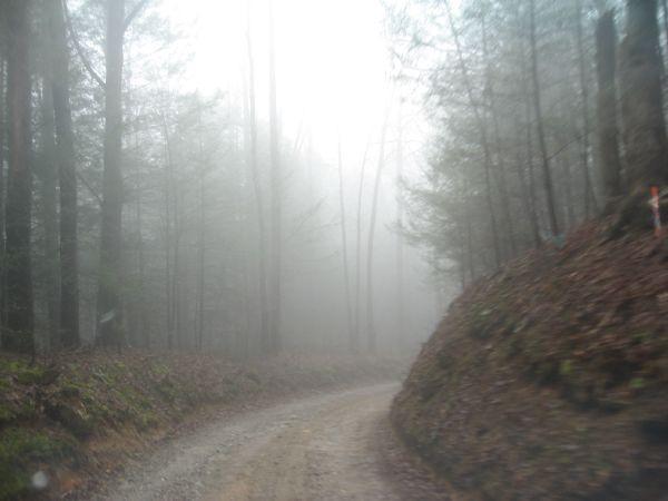 A winding dirt road through a foggy forest, surrounded by tall trees. The scene is shrouded in mist, creating a mysterious and serene atmosphere. Fallen leaves cover the ground, and the visibility is low due to the fog. Canada Creek mountain bike trail.