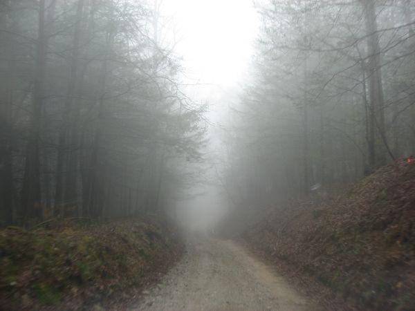 A narrow dirt road winding through a foggy forest, with tall trees partially obscured by mist. The scene conveys a mysterious and tranquil atmosphere, with overgrown vegetation along the sides of the path. Canada Creek mountain bike trail.