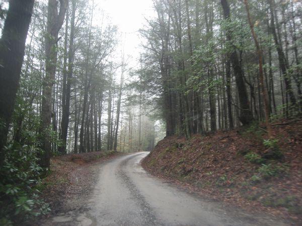 A winding dirt road surrounded by tall trees in a misty forest, with light fog creating a serene and tranquil atmosphere. Canada Creek mountain bike trail.