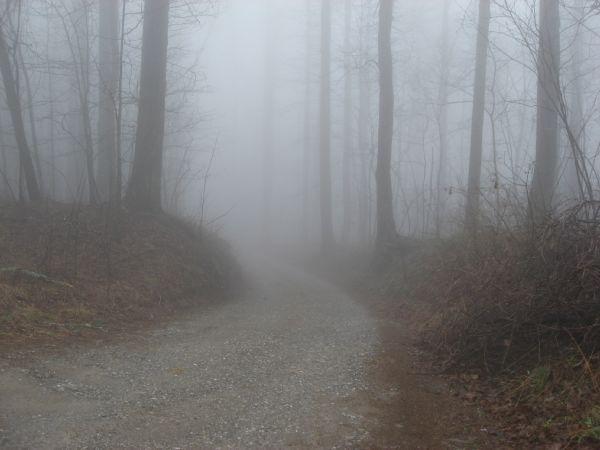 A foggy trail winding through a dense forest, surrounded by tall, leafless trees. The atmosphere is mysterious and tranquil, with visibility limited due to the thick fog enveloping the scene. Canada Creek mountain bike trail.