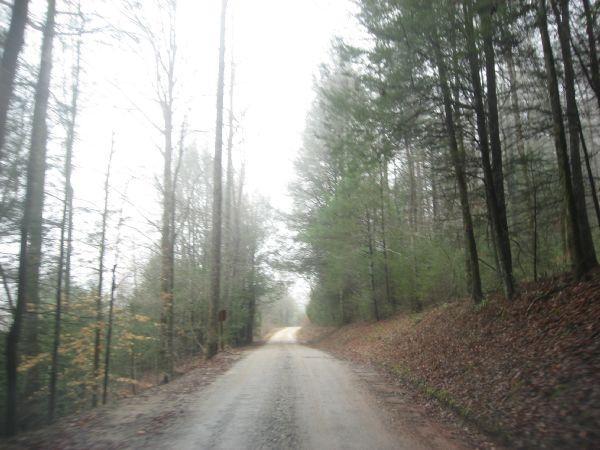 A winding dirt road surrounded by tall trees, shrouded in mist. The scene captures the quiet ambiance of a forested area with soft, muted colors, suggesting a serene and secluded environment. Fallen leaves line the edges of the road, which gradually disappears into the fog. Canada Creek mountain bike trail.