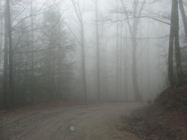A winding gravel road surrounded by tall, bare trees shrouded in thick fog, creating a mysterious and atmospheric scene in a forested area. Canada Creek mountain bike trail.