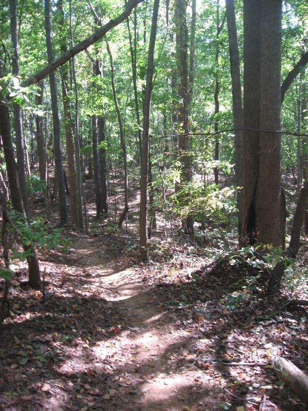 A winding dirt trail surrounded by tall trees and lush green foliage in a serene forest setting. Sunlight filters through the leaves, casting dappled shadows on the ground covered with fallen leaves and underbrush. Chicopee Woods mountain bike trail.