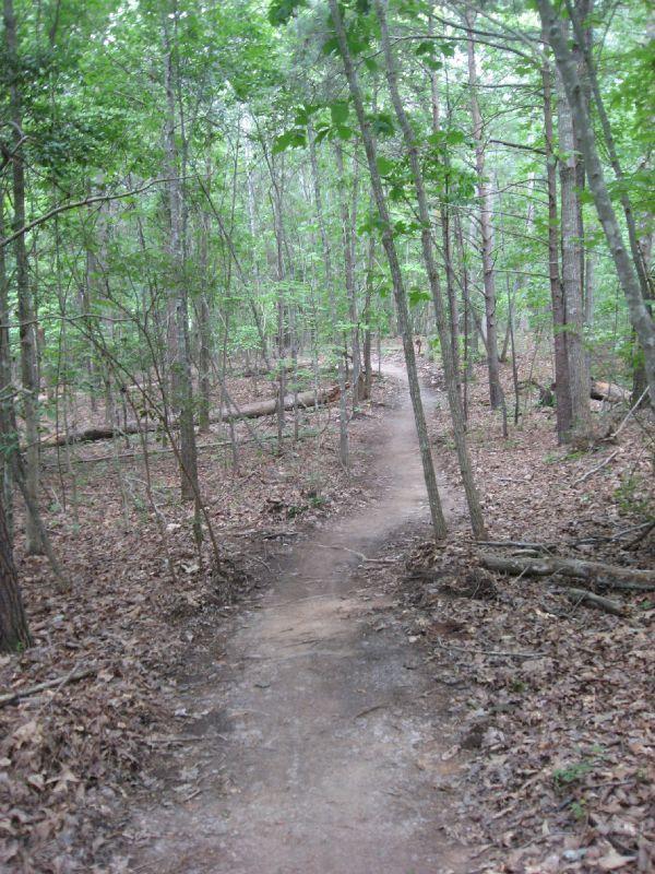 A winding dirt path through a dense forest, surrounded by tall trees and scattered fallen leaves, creating a tranquil and natural atmosphere. Chicopee Woods mountain bike trail.