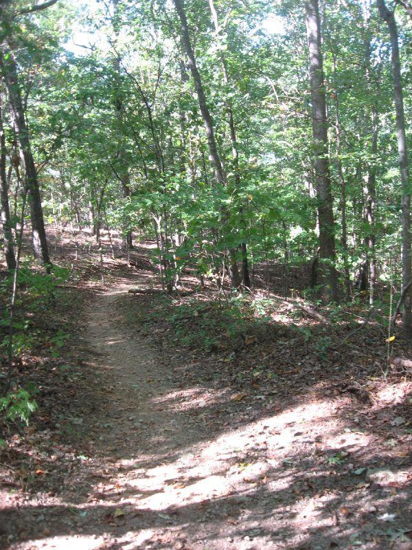 A winding dirt path through a lush forest, surrounded by trees with green leaves, dappled sunlight filtering through the canopy, and fallen leaves on the ground. Chicopee Woods mountain bike trail.