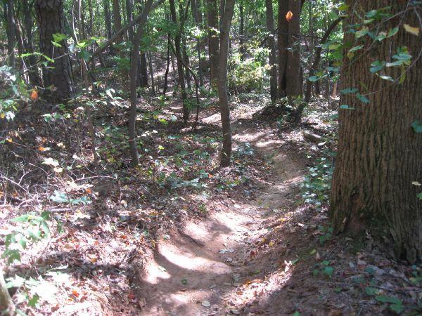 A winding dirt path through a wooded area, surrounded by trees and scattered leaves, with dappled sunlight filtering through the canopy above. Chicopee Woods mountain bike trail.