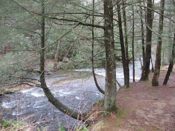 A serene landscape featuring a gently flowing river surrounded by tall trees. The riverbank is lined with lush greenery, and a few branches extend over the water, creating a peaceful and natural scene. Cooper Creek mountain bike trail.