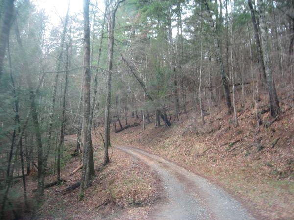 A winding gravel path surrounded by trees in a dense forest, with brown leaves scattered along the ground and a gentle slope on one side. Cooper Creek mountain bike trail.