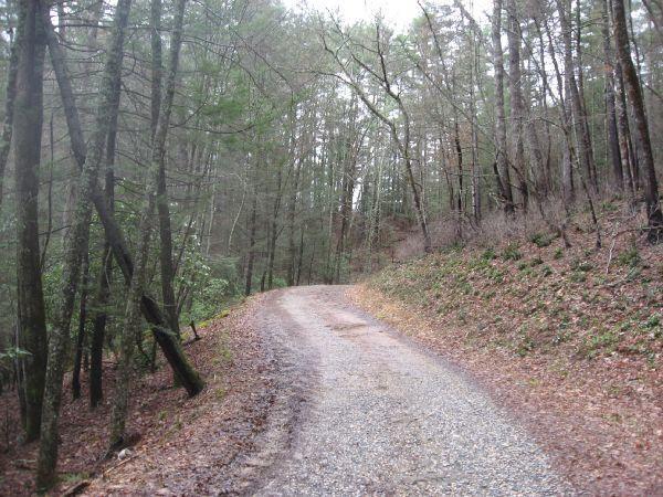 A winding gravel path through a forest of tall trees, surrounded by earthy tones and fallen leaves. The scene is tranquil, with dense foliage on either side of the trail. Cooper Creek mountain bike trail.