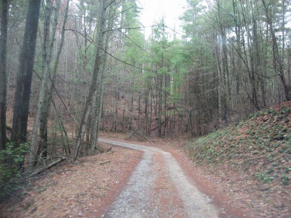 A winding gravel road surrounded by trees in a forest setting, with a mix of seasonal foliage on the ground and a soft light filtering through the branches. Cooper Creek mountain bike trail.