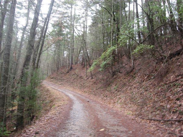 A winding dirt path surrounded by tall trees in a forest, with a slight incline on one side and a mix of green foliage and brown earth. The scene appears damp, suggesting recent rain, creating a serene and tranquil atmosphere. Cooper Creek mountain bike trail.