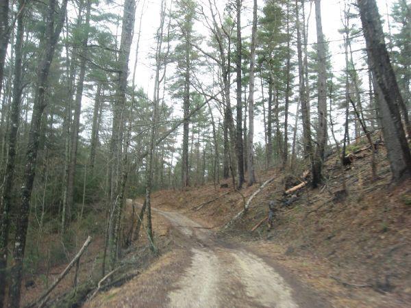 A winding dirt road meanders through a dense forest of tall trees, with scattered branches and underbrush on either side. The atmosphere is tranquil and slightly overcast, suggesting a peaceful, remote natural setting. Cooper Creek mountain bike trail.