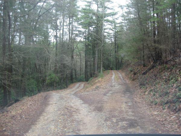A dirt road diverging into two paths, surrounded by dense trees and foliage, with a forested landscape in the background. The ground is uneven and covered with leaves, suggesting a remote, natural setting. Cooper Creek mountain bike trail.
