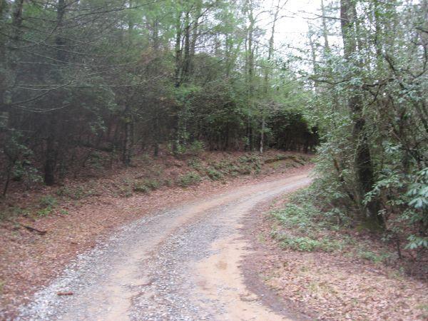 A winding gravel road surrounded by dense trees and foliage, with fallen leaves on either side, leading into a natural wooded area. Cooper Creek mountain bike trail.