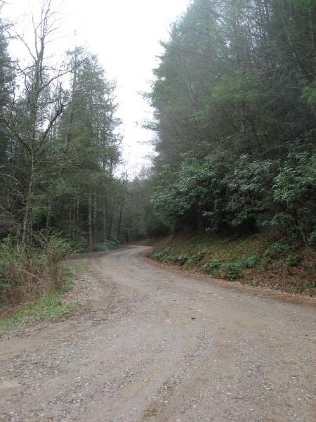 A dusty, winding dirt road surrounded by tall trees and dense foliage, leading into a misty forest landscape on a cloudy day. Cooper Creek mountain bike trail.