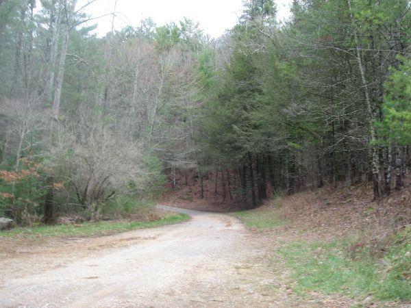 A winding gravel road bordered by trees, leading into a dense forest with sparse foliage and a mix of evergreen and deciduous trees. The scene is tranquil and natural, suggesting a quiet outdoor setting. Cooper Creek mountain bike trail.