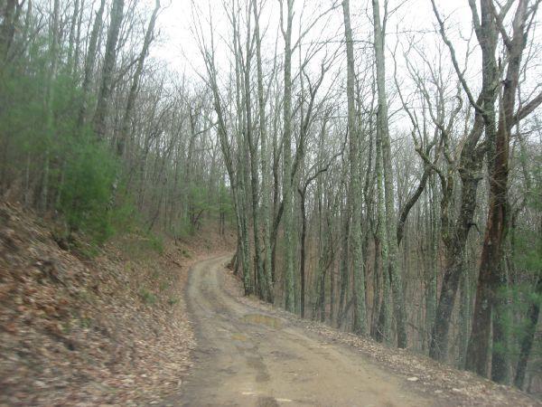 A winding dirt road surrounded by bare trees and scattered leaves on the ground, indicating an early spring or late autumn setting. The scene captures a serene and rustic natural environment. Duncan Ridge mountain bike trail.