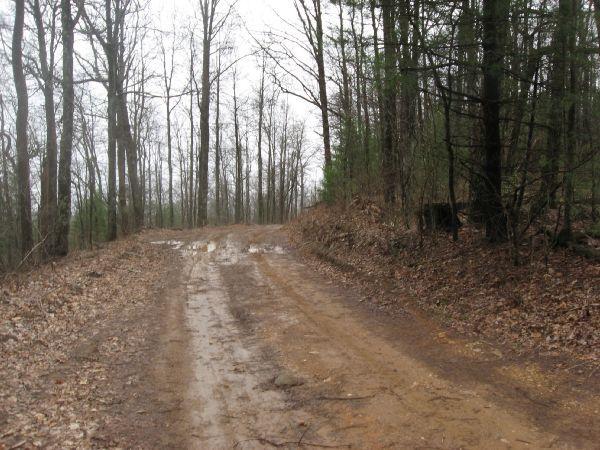 A muddy dirt road winding through a forest of bare trees, with scattered leaves on the ground, under overcast skies, suggesting a damp and cool atmosphere. Duncan Ridge mountain bike trail.