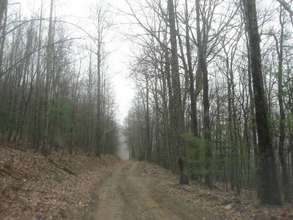 A dirt road winding through a forest of bare trees and sparse greenery, with a misty atmosphere creating a sense of depth. The scene is quiet and peaceful, capturing the essence of a serene wilderness landscape. Duncan Ridge mountain bike trail.