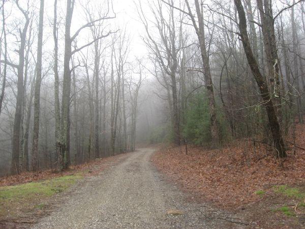 A winding gravel path surrounded by bare trees in a foggy forest. The ground is covered with fallen leaves, and the visibility is low due to the mist, creating a tranquil, mysterious atmosphere. Duncan Ridge mountain bike trail.