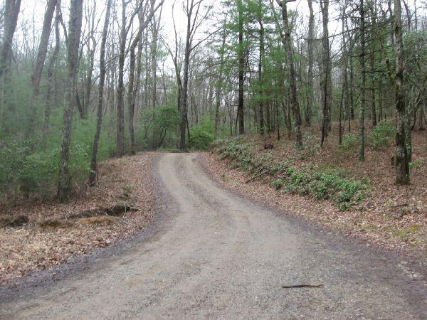 A winding dirt road surrounded by a forest of bare trees and greenery, with fallen leaves scattered along the path. The scene conveys a serene and natural setting in a wooded area. Duncan Ridge mountain bike trail.