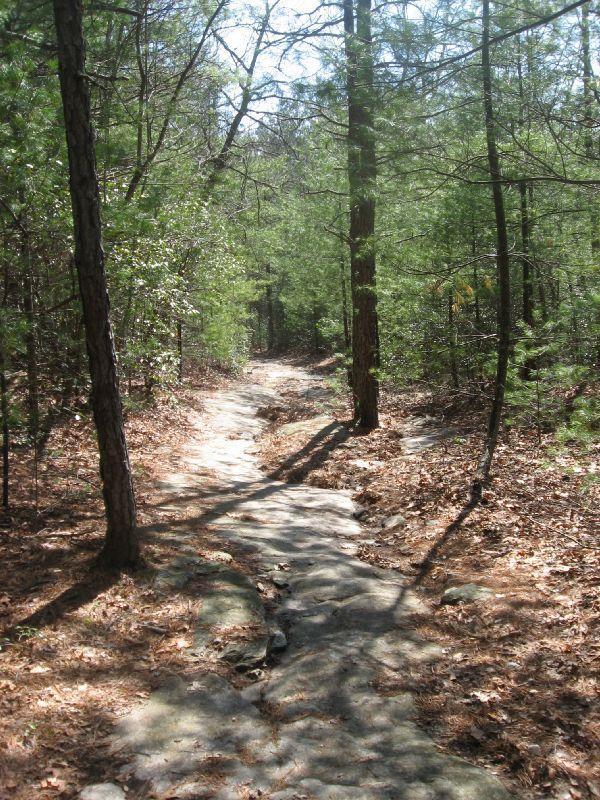 A rocky hiking trail winding through a dense forest, surrounded by tall trees and scattered leaves on the ground, with sunlight filtering through the branches. Wilkie Trail, #90 mountain bike trail.