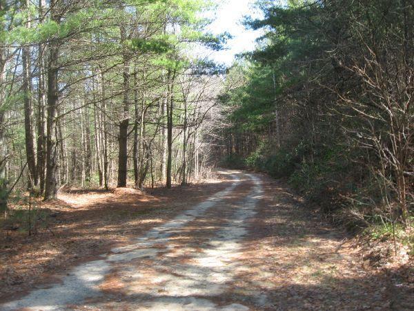 A dirt road winding through a serene forest with tall trees on both sides, dappled sunlight filtering through the leaves, and a clear blue sky above. The ground is covered in dried leaves and the atmosphere is peaceful, inviting a sense of tranquility and nature. Rock Quarry Road mountain bike trail.