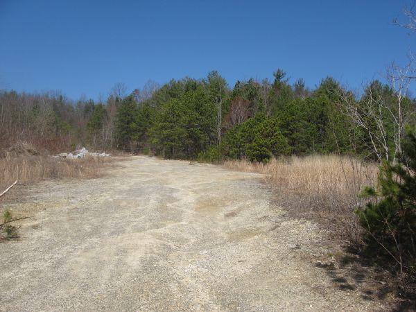 A gravel path leads through an open area with tall, dry grass on either side, bordered by a dense line of green pine trees. The sky above is clear and blue, indicating a sunny day. Rock Quarry Road mountain bike trail.