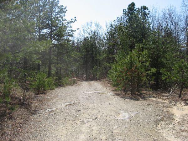 A dirt path winding through a forested area, surrounded by tall evergreen trees and sparse undergrowth. The scene appears bright and sunny, with clear skies in the background. Rock Quarry Road mountain bike trail.