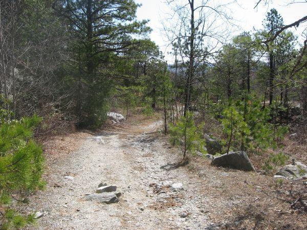 A narrow, rocky path winding through a forested area, flanked by green pine trees and dry foliage. The trail is slightly obscured by scattered rocks and leads into the distance, surrounded by a mix of vibrant and bare trees under a clear sky. Rock Quarry Road mountain bike trail.