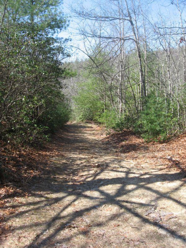 A dirt path winding through a wooded area, lined with green shrubs and trees. The ground is covered with fallen leaves, and the sunlight casts intricate shadows across the trail. The scene conveys a peaceful natural ambiance, typical of a forested hiking trail. Buckhorn Creek Road #10 mountain bike trail.