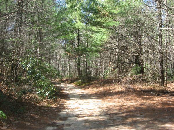 A dirt path winding through a wooded area, surrounded by tall trees and dappled sunlight filtering through the leaves. The scene features a mixture of evergreen and deciduous trees, with patches of brown leaves and underbrush along the path, creating a serene and natural landscape. Corn Mill Shoals Trail #19 mountain bike trail.