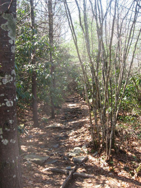 A narrow, winding path through a forested area, surrounded by tall trees and dense green shrubs. The trail is covered with leaves and stones, leading deeper into the woods under a bright blue sky. Sunlight filters through the branches, creating a serene and inviting atmosphere. Burnt Mountain Trail #11 mountain bike trail.