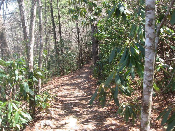 A winding dirt path surrounded by tall trees and lush green foliage, leading through a tranquil forest setting. Sunlight filters through the branches, casting gentle shadows on the trail. Burnt Mountain Trail #11 mountain bike trail.