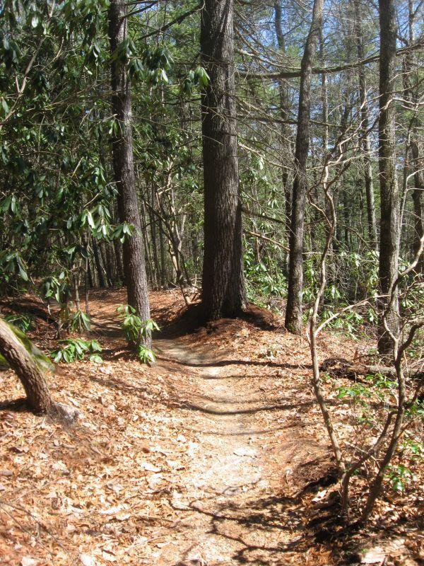 A winding dirt trail surrounded by tall trees and shrubs, with a carpet of fallen leaves on the forest floor. Sunlight filters through the leaves, creating a peaceful outdoor setting. Burnt Mountain Trail #11 mountain bike trail.