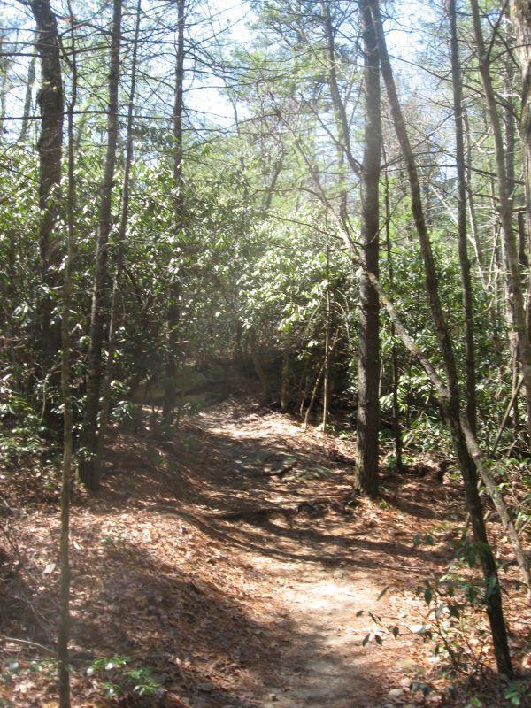 A narrow dirt trail winding through a dense forest, surrounded by tall trees and rich green foliage. Sunlight filters through the leaves, creating a dappled light effect on the ground covered with leaves and pine needles. The scene evokes a peaceful and serene atmosphere. Burnt Mountain Trail #11 mountain bike trail.