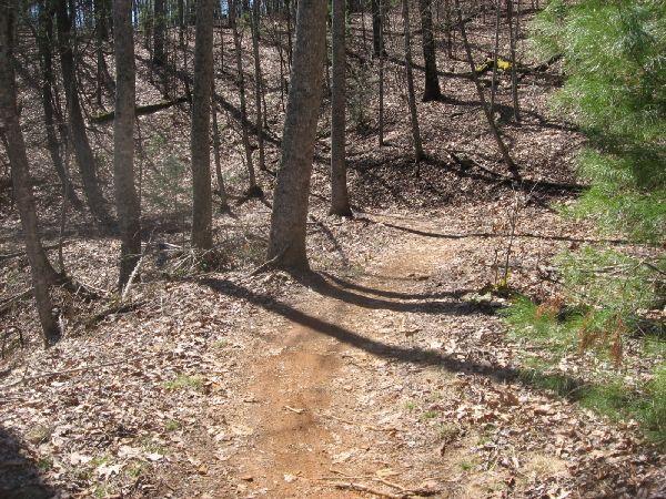 A dirt trail winding through a forest, bordered by trees and covered with fallen leaves, with sunlight filtering through the branches. Burnt Mountain Trail #11 mountain bike trail.