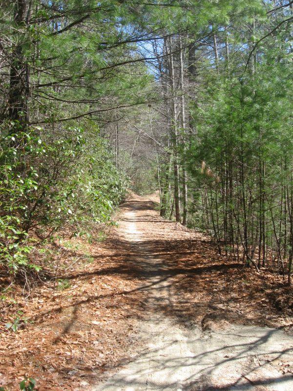 A narrow, winding dirt trail surrounded by tall trees and lush green bushes, with patches of sunlight filtering through the foliage. The path is lined with fallen leaves, creating a natural, serene atmosphere in a forested area. Burnt Mountain Trail #11 mountain bike trail.