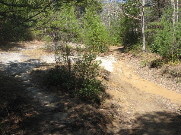 A sunlit trail winding through a wooded area, featuring patches of exposed rock and patches of dirt. Lush green shrubs and trees line the path, which shows signs of recent rainfall. The scene conveys a serene, natural environment. Burnt Mountain Trail #11 mountain bike trail.