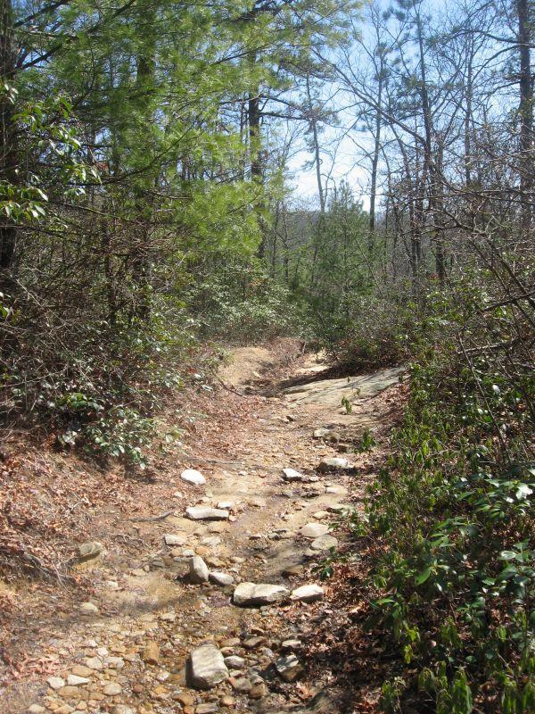 A rocky dirt path winding through a forest with sparse trees and scattered foliage. Sunlight filters through the branches, illuminating the trail, which features small stones and patches of dry leaves along the edges. Cedar Rock Trail #16 mountain bike trail.