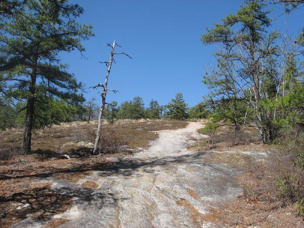 A rocky trail leads through a landscape of sparse trees and shrubs under a clear blue sky. The path is bordered by fir trees and a few bare branches, indicating a rugged, natural environment. Cedar Rock Trail #16 mountain bike trail.