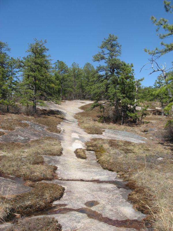 A scenic outdoor pathway winding through rocky terrain, surrounded by pine trees and patches of grass under a clear blue sky. Cedar Rock Trail #16 mountain bike trail.