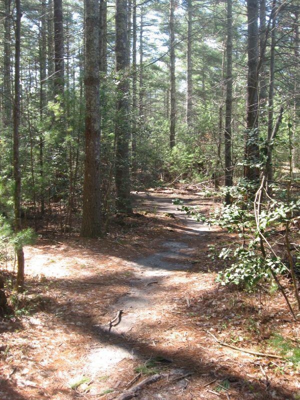 A narrow, winding path through a dense forest, surrounded by tall trees and underbrush. Sunlight filters through the canopy, casting dappled shadows on the ground covered with pine needles and leaves. Kids Bike Loop mountain bike trail.