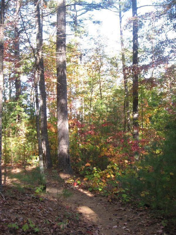 A wooded path winding through a forest in autumn, surrounded by tall trees with colorful leaves in shades of red, yellow, and green. Sunlight filters through the branches, illuminating the trail lined with fallen leaves and vibrant underbrush. Bull Mountain / 223 mountain bike trail.