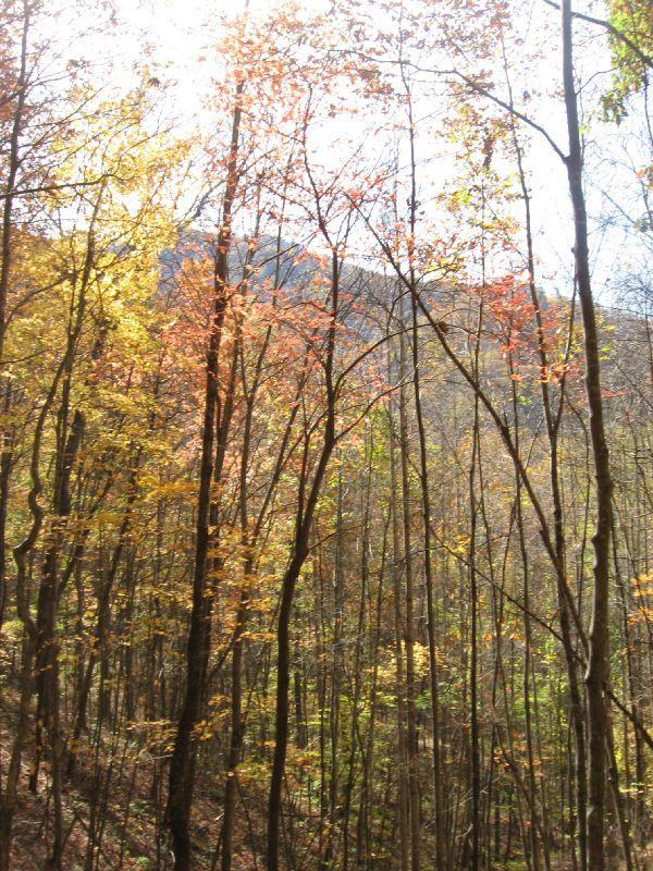 A scenic view of a forest in autumn, featuring tall trees with colorful leaves in shades of orange, yellow, and green. Sunlight filters through the branches, illuminating the foliage and creating a peaceful atmosphere. In the background, a hint of mountain landscape is visible. Bull Mountain / 223 mountain bike trail.