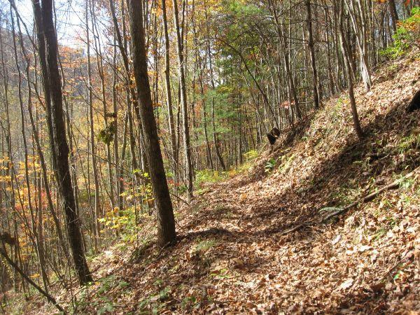 A winding forest trail surrounded by trees with autumn leaves, featuring a carpet of fallen leaves on the ground. Fontana Village mountain bike trail.