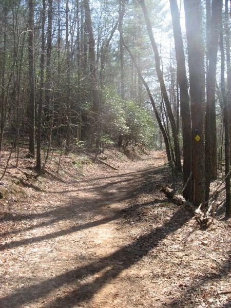 A winding dirt trail surrounded by trees in a sunlit forest, with sunlight filtering through the branches and casting shadows on the ground. Jake Mountain Trails mountain bike trail.