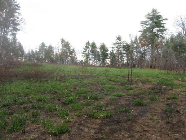 A grassy meadow with patches of green grass and scattered young plants, surrounded by a background of trees. The ground shows evidence of a recent burn, with some areas appearing charred. The sky above is bright and slightly overcast. Jones Creek Ridge Trail mountain bike trail.